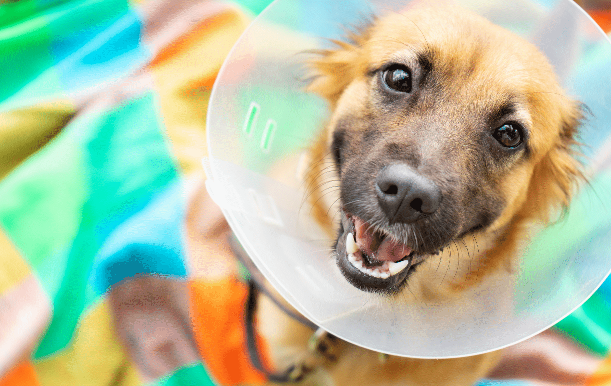 chien assuré et heureux sortant de chez le vétérinaire